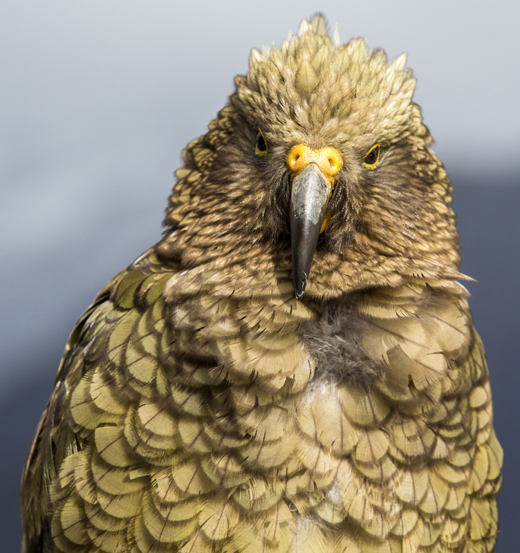 Juvenile Kea